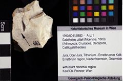 Foto (Objket + Etiketten) von Galatheites zitteli (Moericke, 1889) 